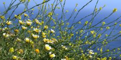 Greek spring and flower-carpeted hillsides