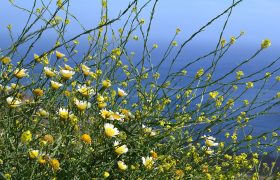 Greek spring and flower-carpeted hillsides