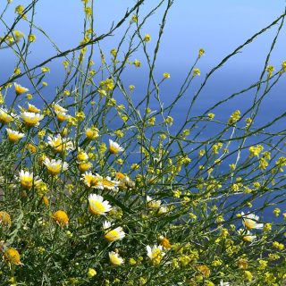 Greek spring and flower-carpeted hillsides