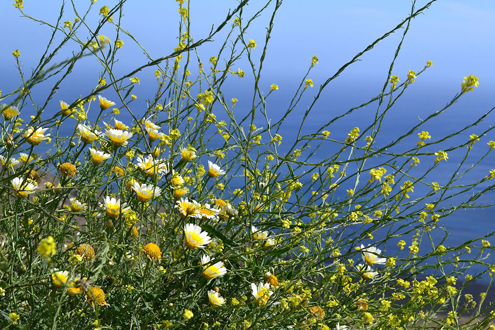 Greek spring and flower-carpeted hillsides