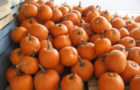 Diane Kochilas’ soul-warming Pumpkin recipes to ring in November