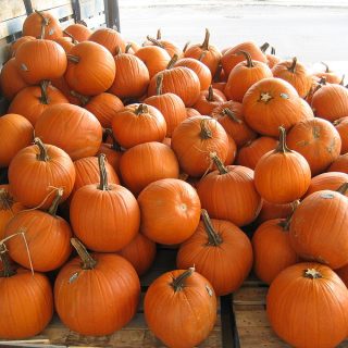 Diane Kochilas’ soul-warming Pumpkin recipes to ring in November